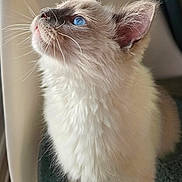 Archimède a rejoint le concours — aidez-le/la à gagner de superbes lots ! cat, blue_eyes, fluffy, fur, whiskers, pet, animal, close_up, profile_view, curious, indoor, soft_light, adorable, cute, feline, portrait, young_cat, domestic_cat, focused, looking_up