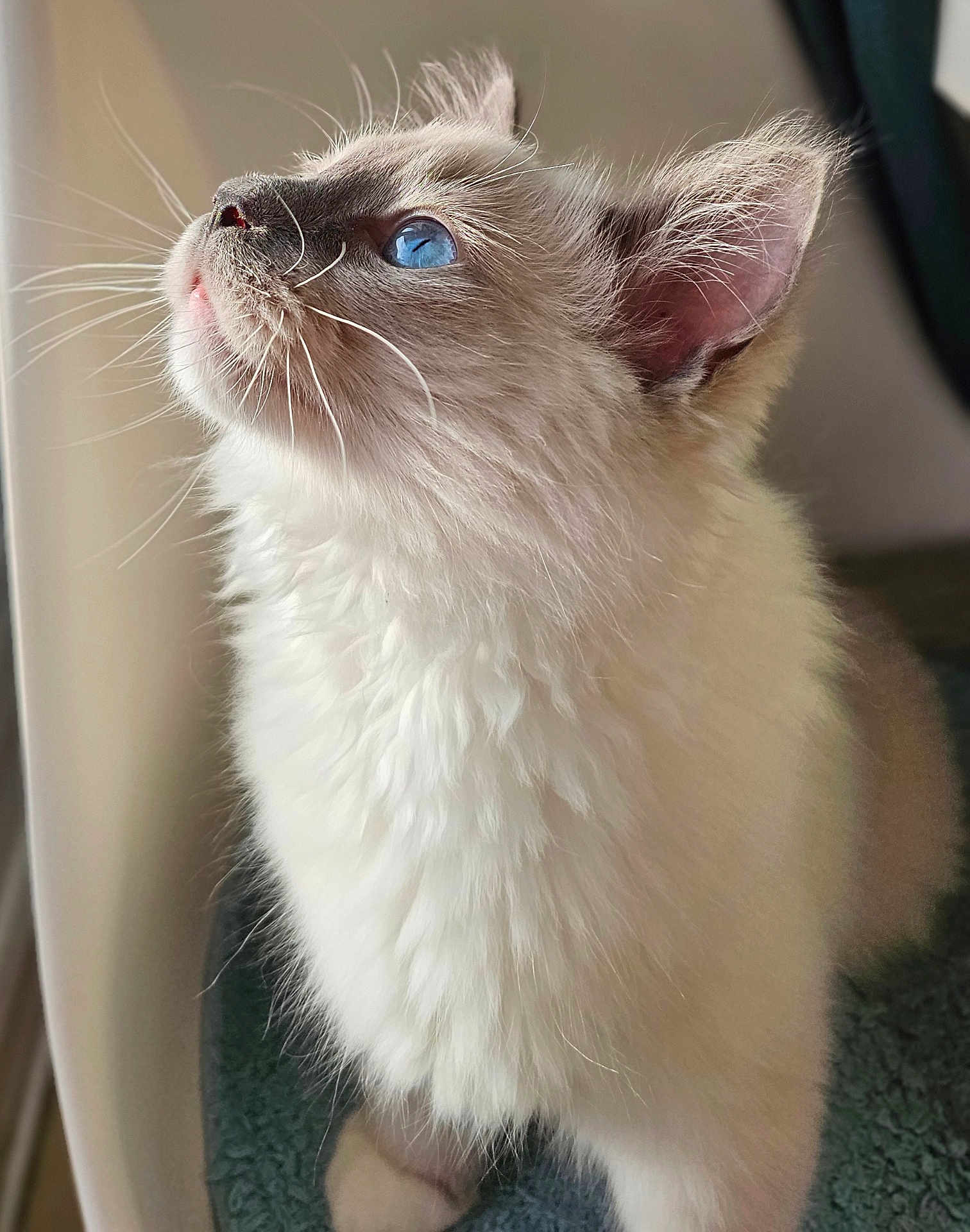 Archimède a rejoint le concours — aidez-le/la à gagner de superbes lots ! cat, blue_eyes, fluffy, fur, whiskers, pet, animal, close_up, profile_view, curious, indoor, soft_light, adorable, cute, feline, portrait, young_cat, domestic_cat, focused, looking_up