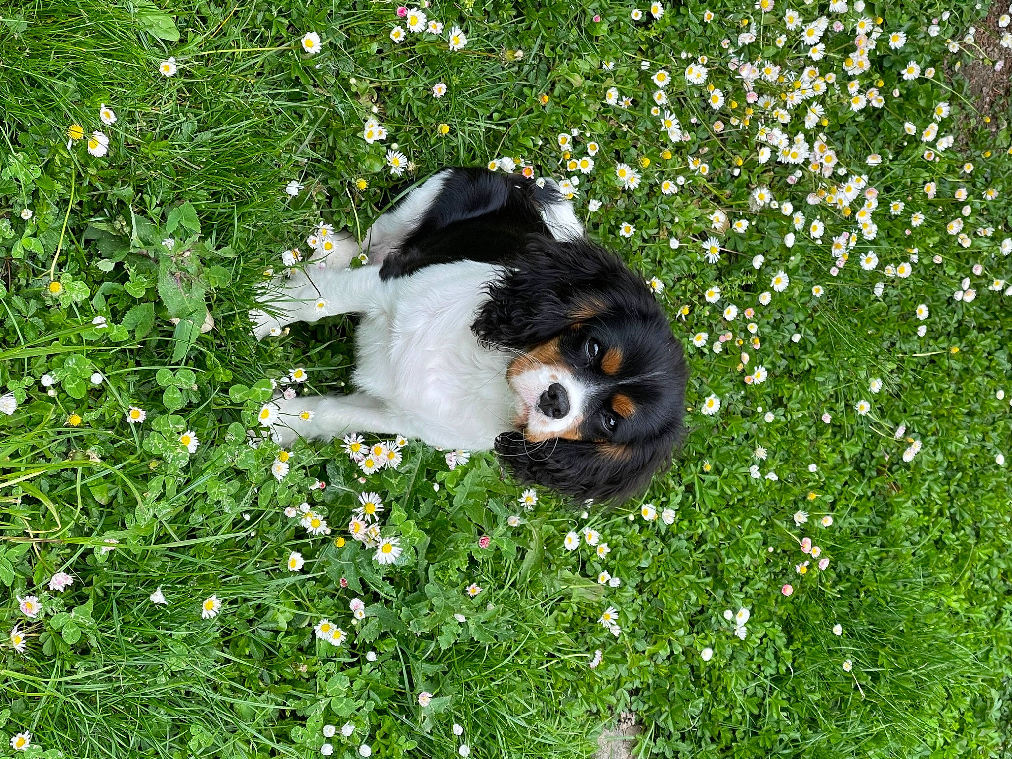 Ucky participe au concours pour gagner de l'argent avec cette photo : ball, carnivore, companion_dog, dog, dog_breed, flower, flowering_plant, grass, grass_family, grassland, groundcover, lawn, meadow, natural_environment, natural_landscape, people_in_nature, petal, plant, shrub, vegetation