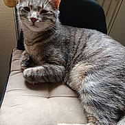 Zoro participe au concours pour gagner de l'argent avec cette photo : animal, cat, chair, closeup, cozy, cushion, domestic_animal, feline, fur, gray_tabby, indoor, paw, pet, radiator, relaxed, resting, sleepy, tail, wall, whiskers