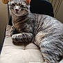 animal, cat, chair, closeup, cozy, cushion, domestic_animal, feline, fur, gray_tabby, indoor, paw, pet, radiator, relaxed, resting, sleepy, tail, wall, whiskers