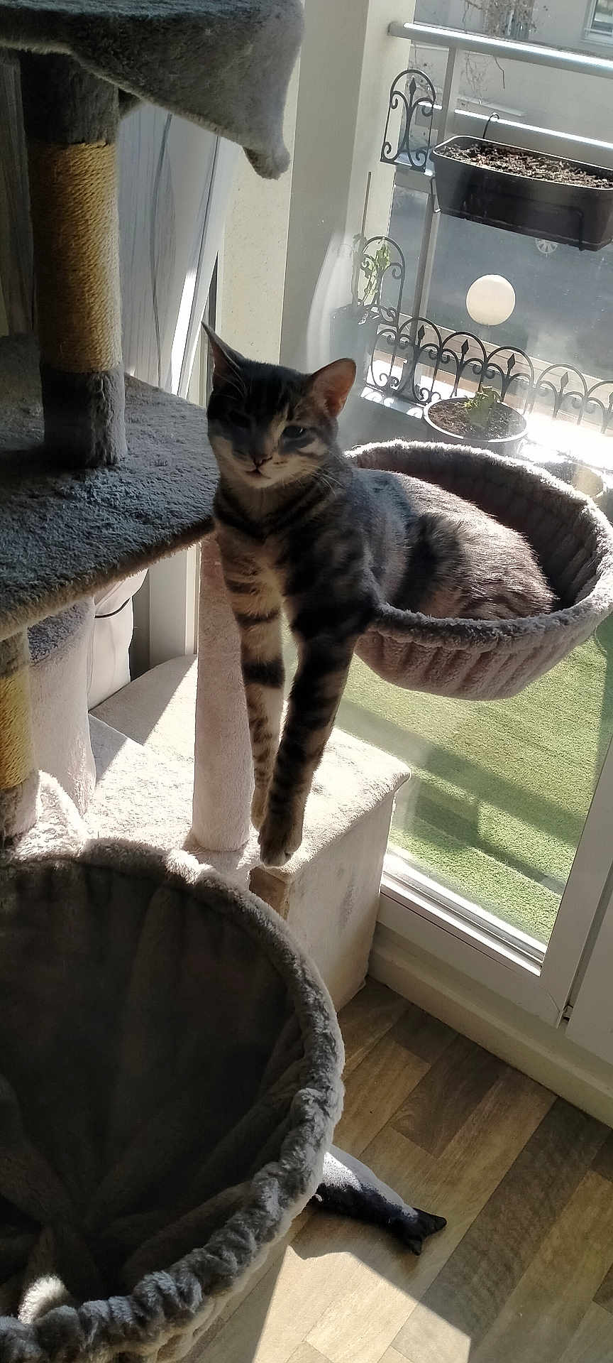 Zoro