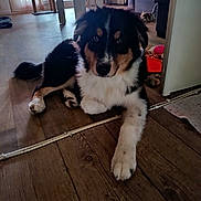 Elliott a rejoint le concours — aidez-le/la à gagner de superbes lots ! dog, puppy, tricolor, fluffy, lying_down, portrait, face, eyes, paws, fur, black_fur, white_fur, brown_fur, indoor, living_room, wooden_floor, furniture, dog_toys, natural_light, pet