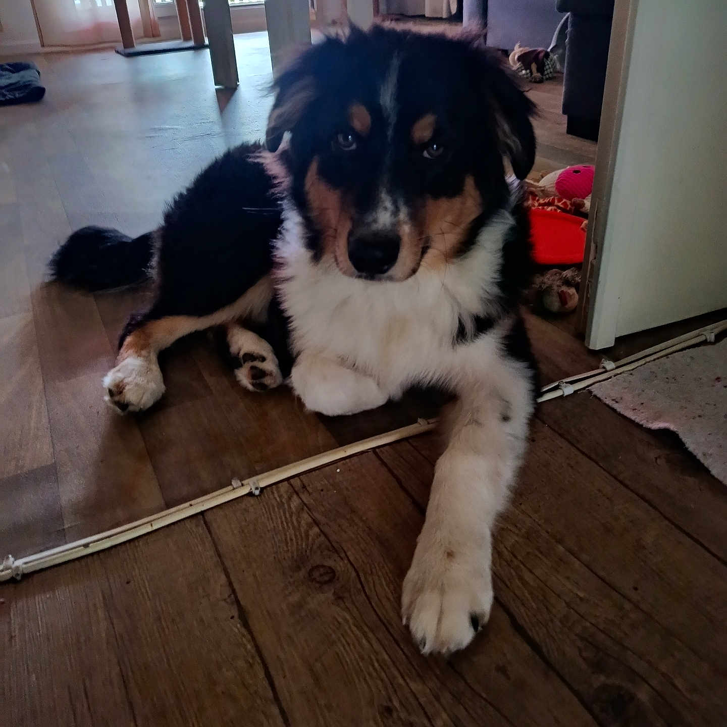 Elliott a rejoint le concours — aidez-le/la à gagner de superbes lots ! dog, puppy, tricolor, fluffy, lying_down, portrait, face, eyes, paws, fur, black_fur, white_fur, brown_fur, indoor, living_room, wooden_floor, furniture, dog_toys, natural_light, pet