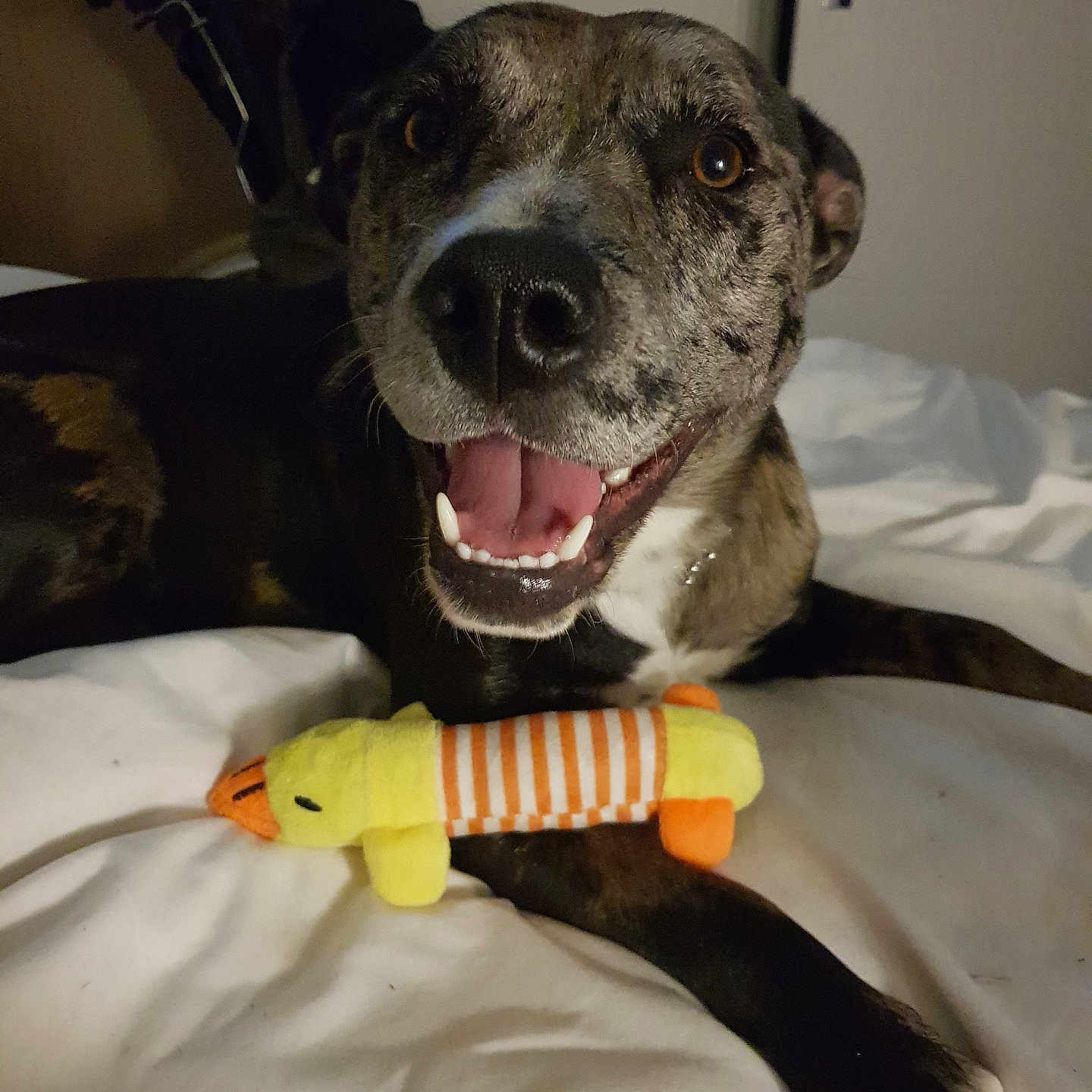 Nynah participe au concours pour gagner de l'argent avec cette photo : adult, animal, bed, bulldog, canine, couch, dog, furniture, greatdane, hound, indoors, labradorretriever, male, man, person, pet, pitbull, pointer, puppy, toy