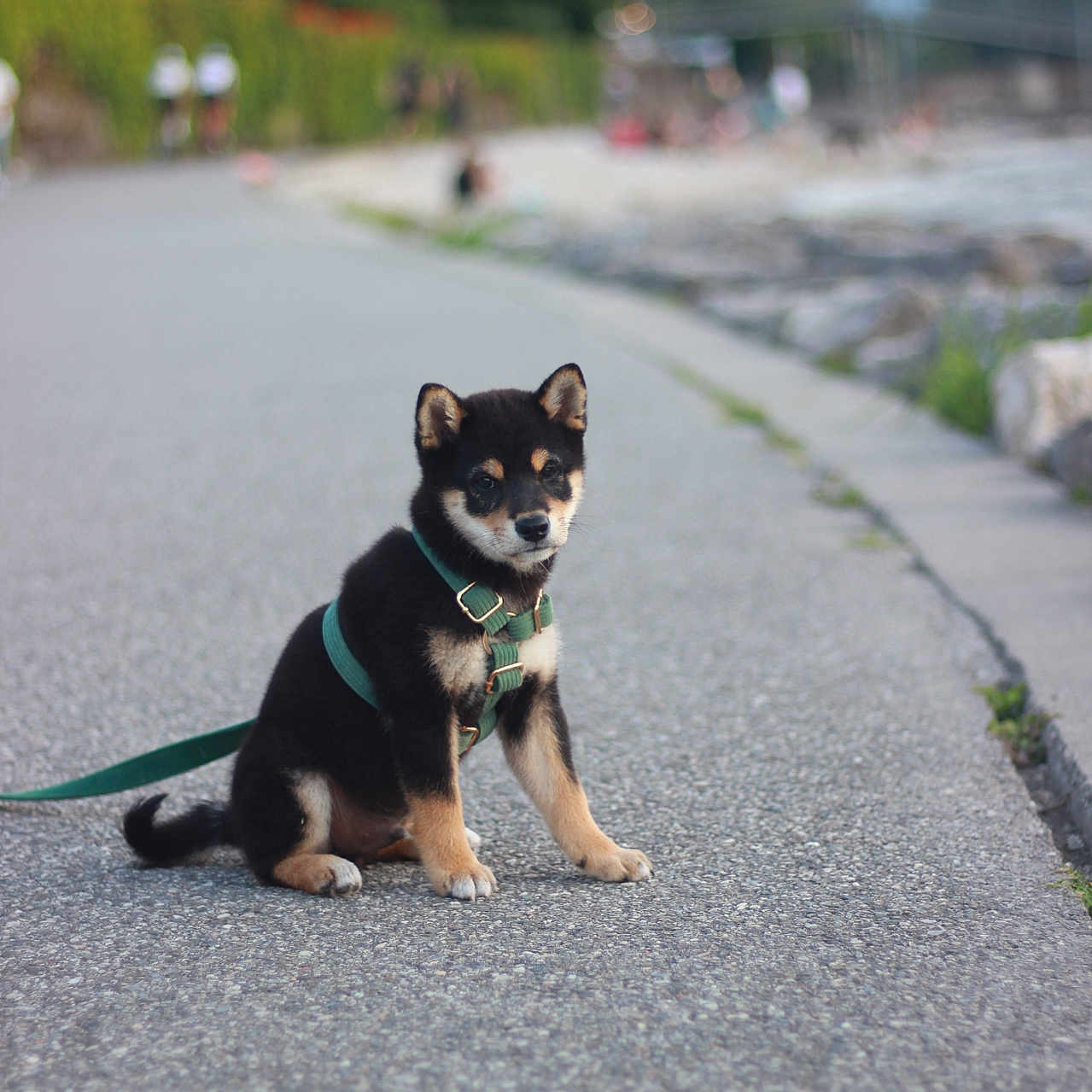Seiji participe au concours pour gagner de l'argent avec cette photo : accessories, animal, canine, chihuahua, dog, germanshepherd, hound, husky, leash, path, person, pet, puppy, road, sidewalk, strap, tarmac, walkway