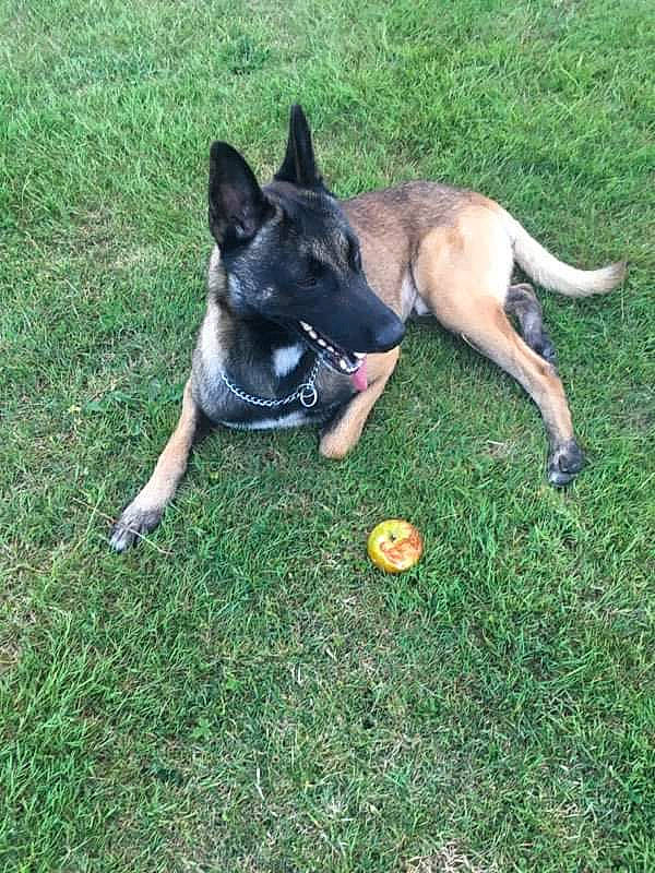 Mango participe au concours pour gagner de l'argent avec cette photo : canidae, carnivore, companion_dog, dog, dog_breed, dog_supply, fawn, grass, herding_dog, non_sporting_group, plant, snout, sporting_group, tail, terrestrial_animal, working_animal, working_dog