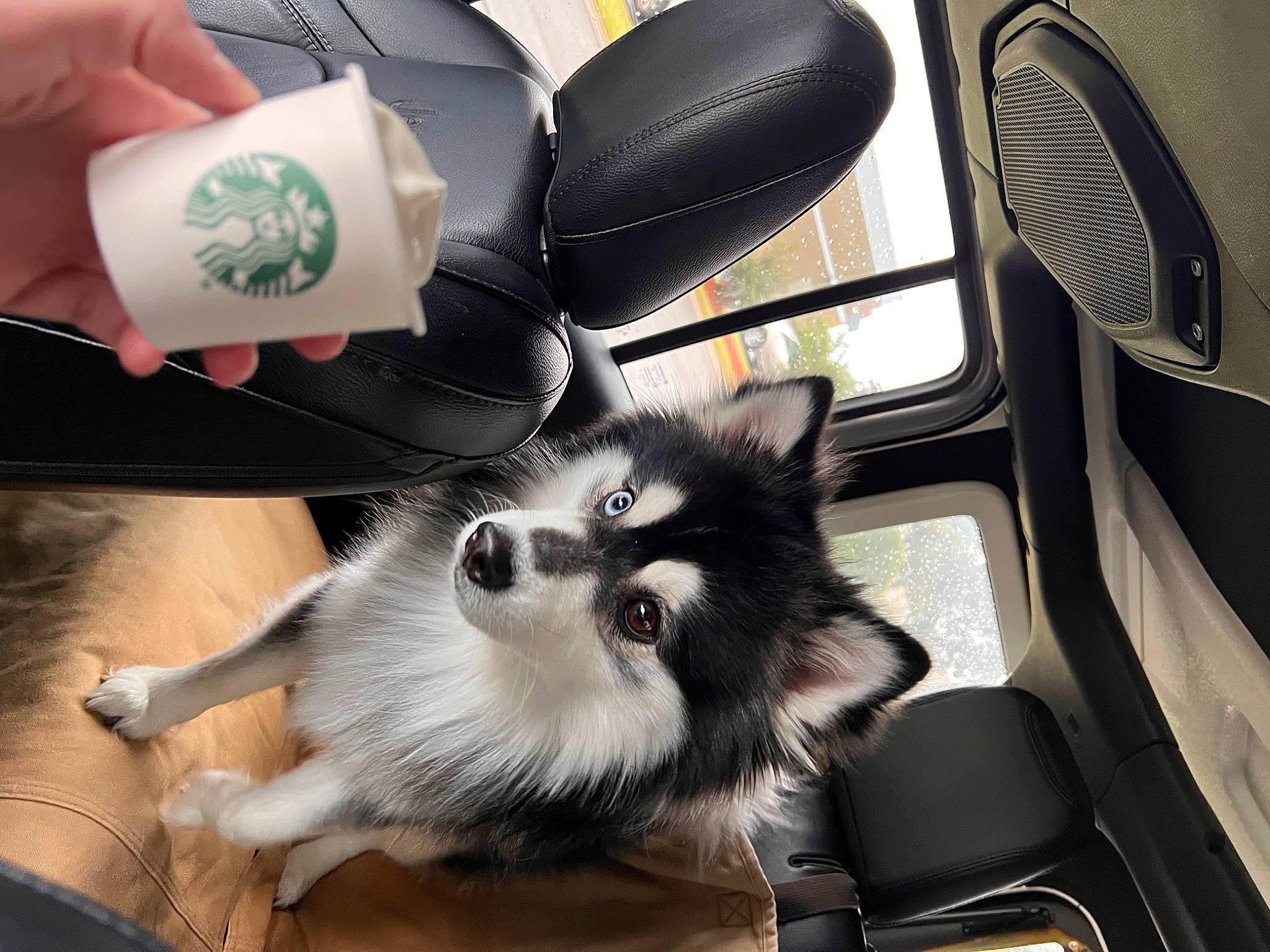 Theo joined the competition — help win amazing prizes! automotive_design, automotive_tire, carnivore, chair, comfort, companion_dog, dog_breed, eye, eyewear, felidae, foot, fur, human_leg, personal_protective_equipment, plant, rim, small_to_medium_sized_cats, tail, toy_dog, whiskers