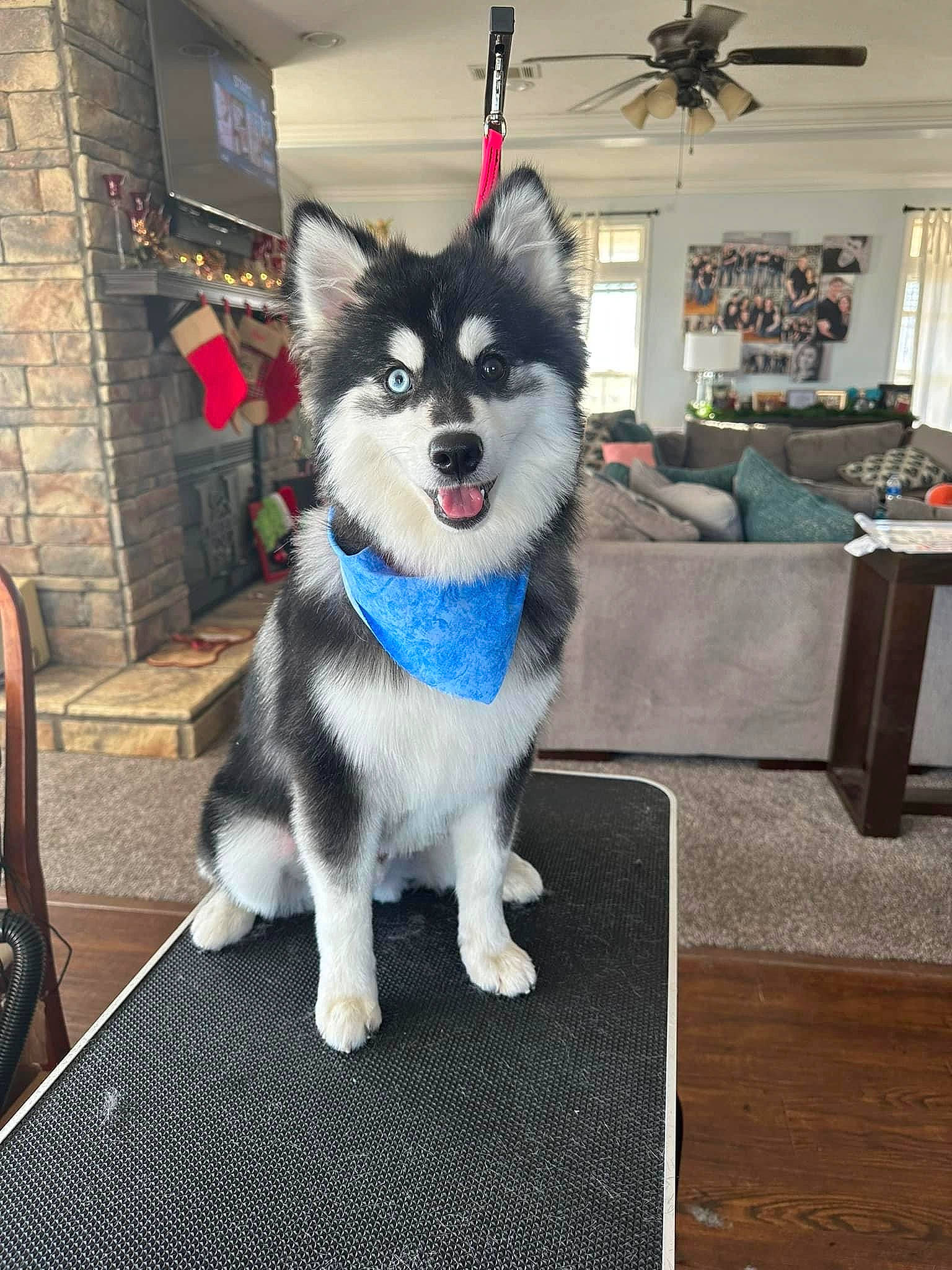 Theo joined the competition — help win amazing prizes! art, canidae, carnivore, ceiling_fan, chair, companion_dog, dog, dog_breed, dog_supply, flooring, fur, houseplant, mechanical_fan, picture_frame, sled_dog, snout, sporting_group, tail, working_animal, working_dog