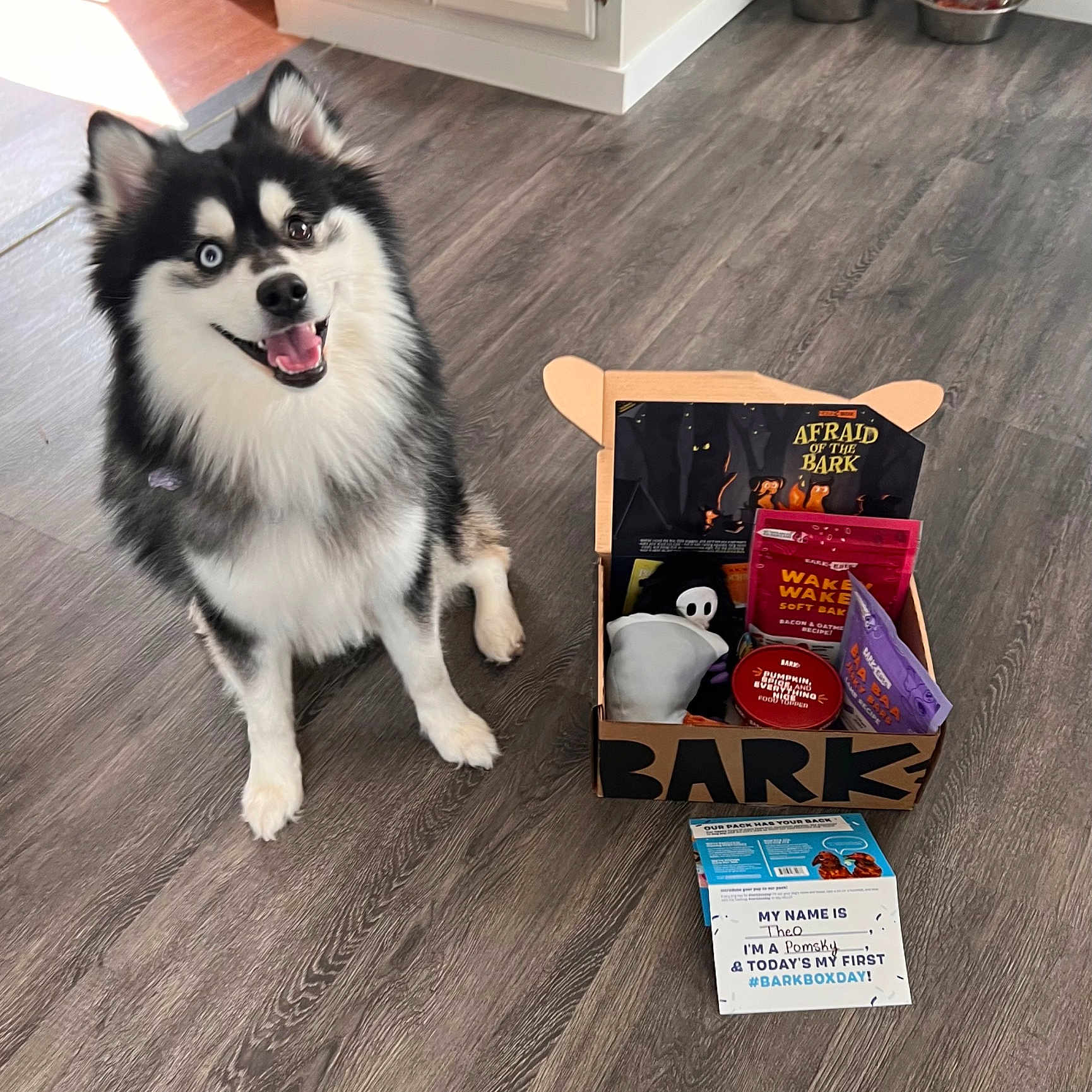 Theo joined the competition — help win amazing prizes! cabinetry, canidae, carnivore, companion_dog, dog, dog_breed, dog_supply, flooring, fur, happy, hardwood, laminate_flooring, non_sporting_group, paw, room, snout, sporting_group, wood, wood_flooring, working_dog