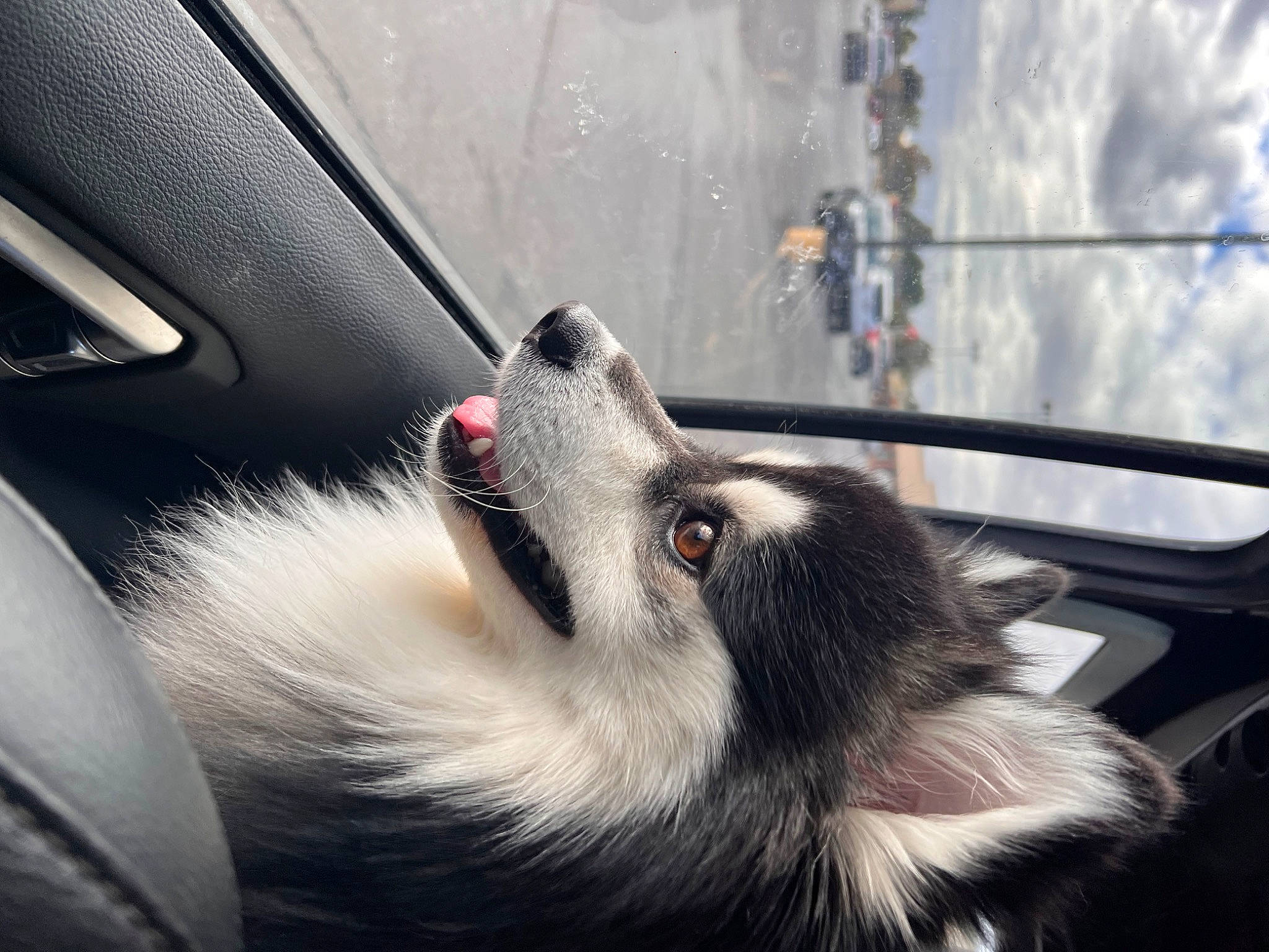 Theo joined the competition — help win amazing prizes! auto_part, automotive_design, automotive_exterior, automotive_mirror, automotive_tire, car, carnivore, companion_dog, foot, hood, motor_vehicle, personal_luxury_car, snout, tints_and_shades, vehicle, vehicle_door, whiskers, window, windscreen_wiper, windshield