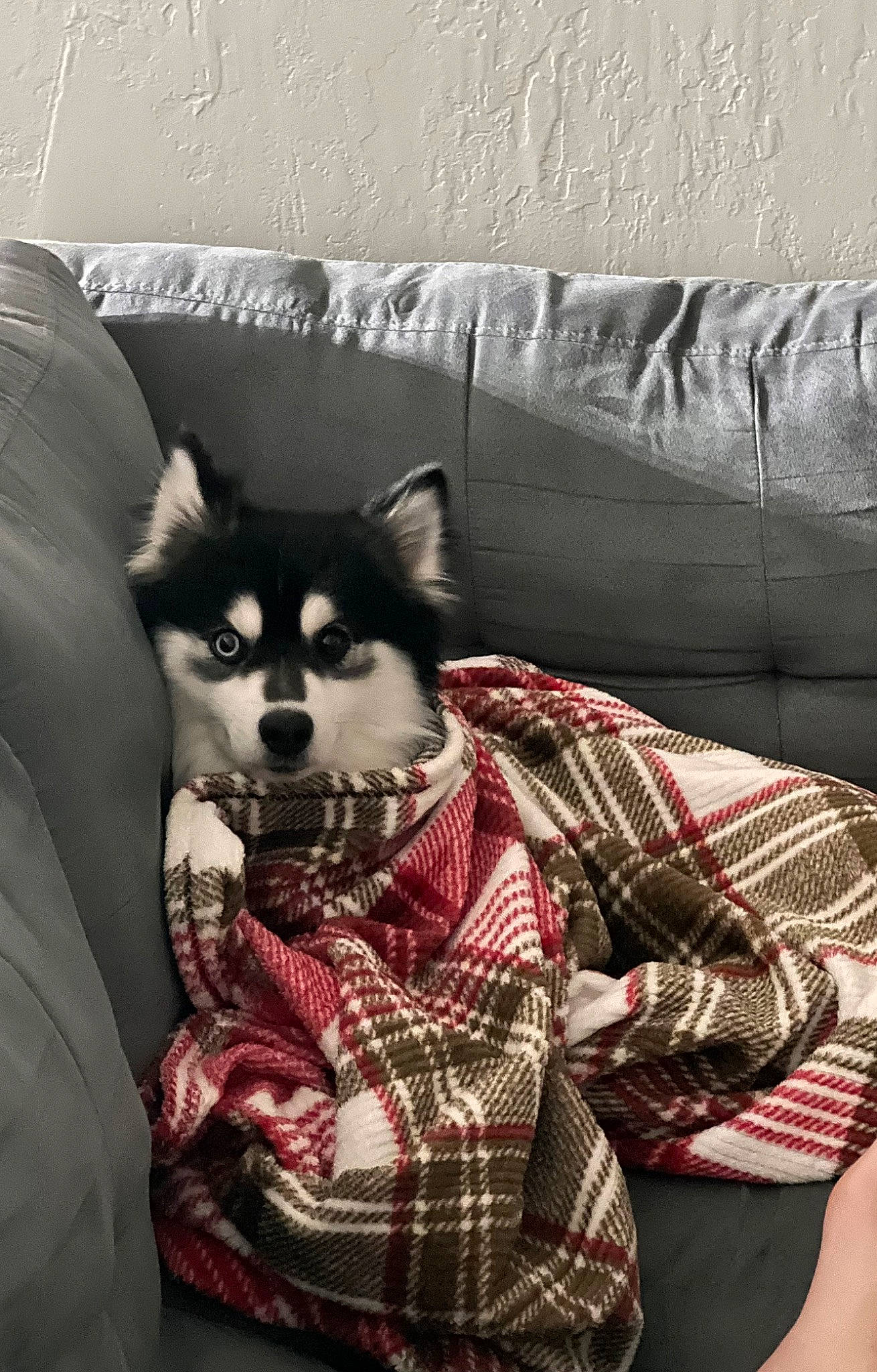 Theo is registered to the contest to win money with this photo: carnivore, comfort, companion_dog, couch, dog, dog_breed, dog_supply, fawn, fur, furniture, grey, pattern, plaid, sitting, sporting_group, studio_couch, tartan, terrestrial_animal, whiskers, working_animal