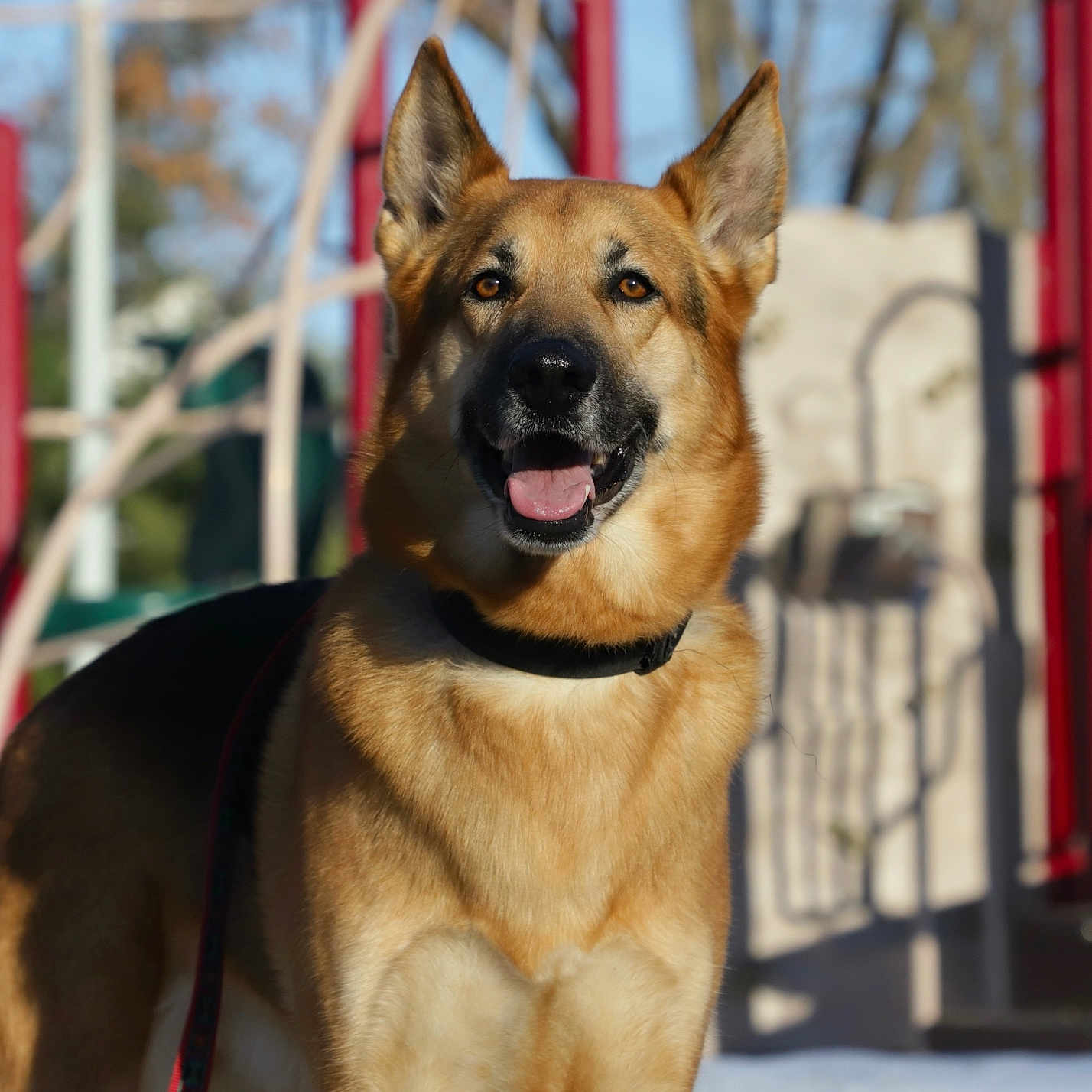Bandit joined the competition — help win amazing prizes! accessories, animal, bodypart, bulldog, canine, dog, germanshepherd, hound, husky, leash, mouth, outdoorplayarea, outdoors, person, pet, playarea, policedog, puppy, strap, tongue