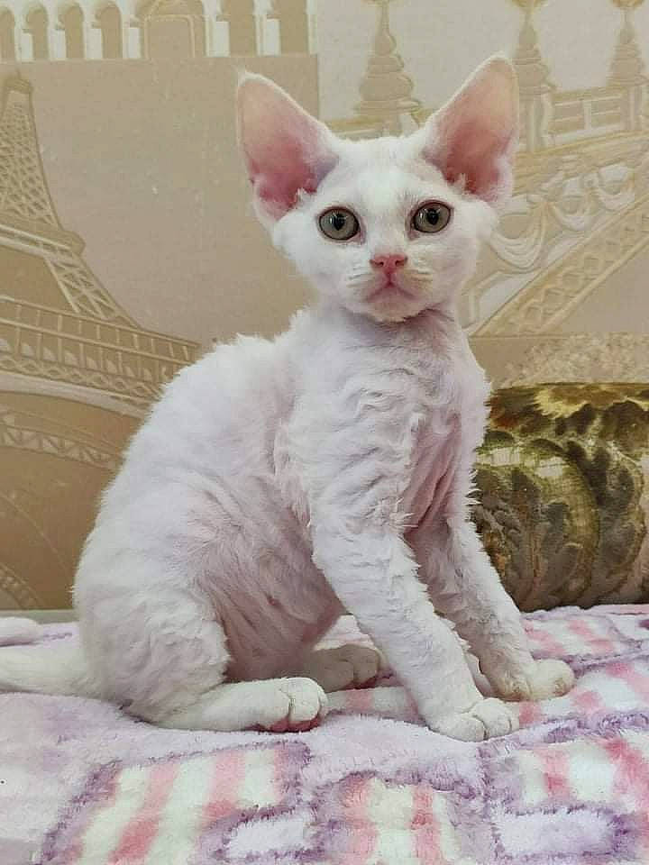 Glasha participe au concours pour gagner de l'argent avec cette photo : carnivore, cat, comfort, felidae, fur, paw, small_to_medium_sized_cats, tail, terrestrial_animal, whiskers