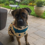 Riot Diaz is registered to the contest to win money with this photo: animal, brown_dog, canine, chair, companion, cute, dog, ears, eyes, fleece_jacket, fur, garden, greenery, outdoor, patio, pet, portrait, potted_plant, sitting, tile_floor