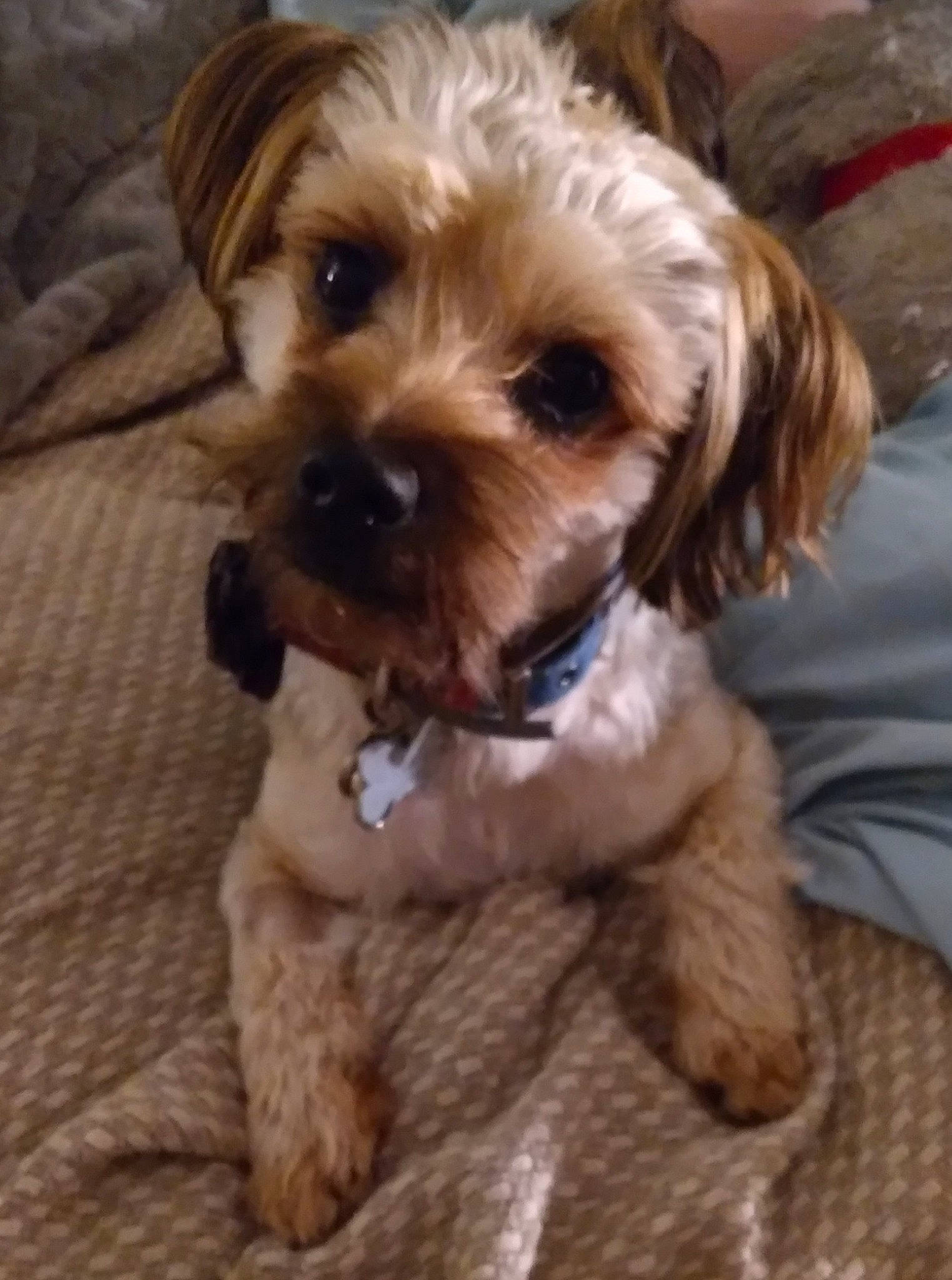 Bubbie joined the competition — help win amazing prizes! canidae, carnivore, companion_dog, dog, dog_breed, dog_collar, dog_supply, fawn, fur, liver, maltepoo, paw, puppy_love, small_terrier, snout, sporting_group, terrier, toy_dog, wood, working_animal