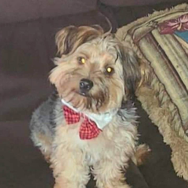 Bubbie joined the competition — help win amazing prizes! biewer_terrier, canidae, carnivore, companion_dog, dog, dog_breed, fur, labradoodle, liver, maltepoo, non_sporting_group, poodle_crossbreed, small_terrier, sporting_group, terrier, toy_dog, water_dog, wood, working_animal, yorkipoo