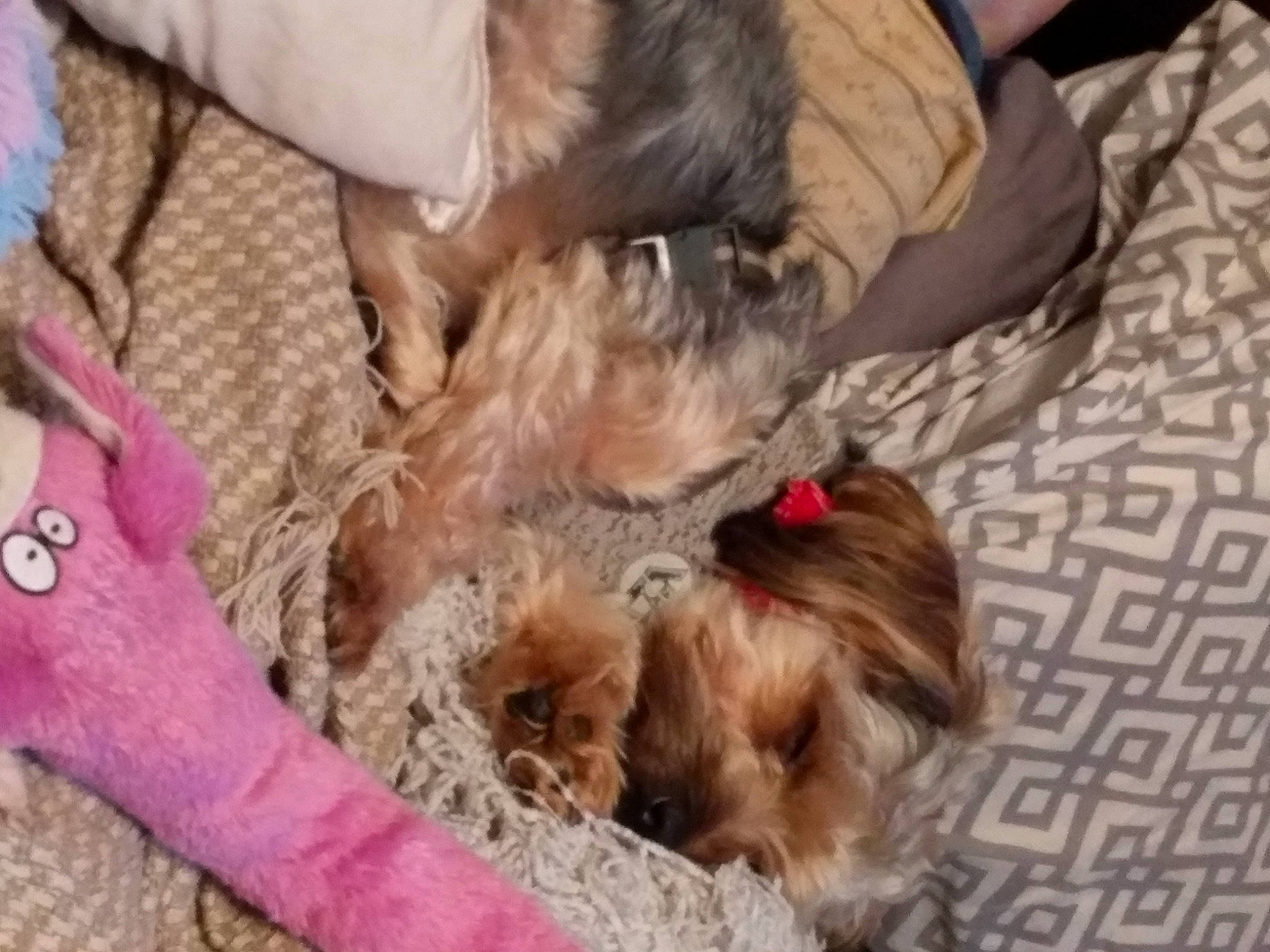 Bubbie is registered to the contest to win money with this photo: canidae, carnivore, comfort, companion_dog, dog, dog_breed, dog_supply, fawn, fur, liver, pet_supply, sporting_group, terrier, toy_dog, working_animal, yorkipoo