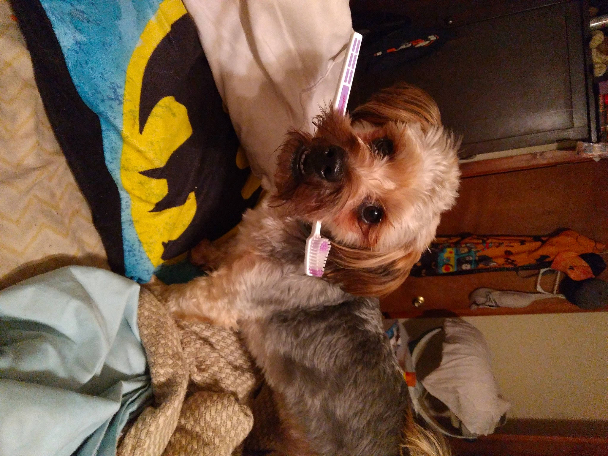 Bubbie is registered to the contest to win money with this photo: canidae, carnivore, collar, companion_dog, dog, dog_breed, dog_clothes, dog_supply, ear, fawn, felidae, fur, hat, liver, small_terrier, snout, sporting_group, terrier, toy_dog, working_animal