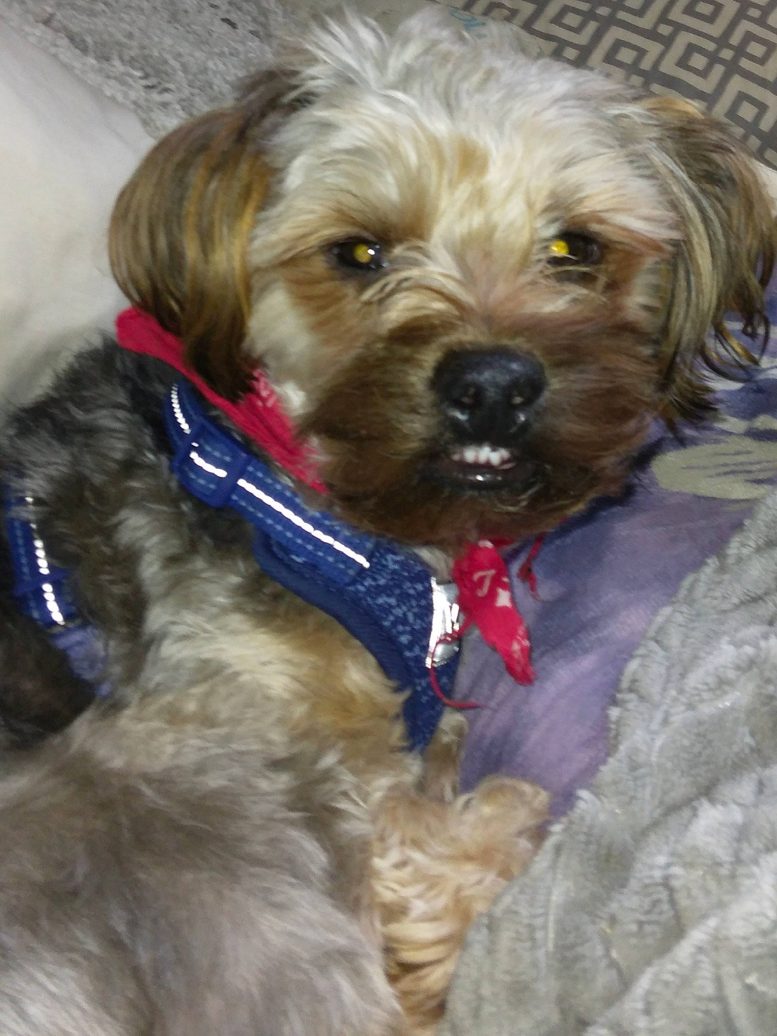 Bubbie joined the competition — help win amazing prizes! canidae, carnivore, collar, companion_dog, dog, dog_breed, dog_clothes, dog_collar, dog_supply, fawn, firefighter, leash, liver, pet_supply, snout, sporting_group, terrier, toy_dog, water_dog, working_animal