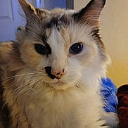 Estrella joined the competition — help win amazing prizes! cat, fluffy, indoor, pet, animal, close_up, fur, whiskers, face, ears, nose, eyes, portrait, domestic_animal, mammal, cute, feline, relaxed, house, cozy