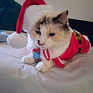Estrella is registered to the contest to win money with this photo: animal, bed, calico, cat, christmas_costume, collar, costume, cute, domestic, feline, festive, fluffy, holiday, indoor, lying_down, pet, relaxed, santa_hat, soft, white_fur
