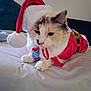 animal, bed, calico, cat, christmas_costume, collar, costume, cute, domestic, feline, festive, fluffy, holiday, indoor, lying_down, pet, relaxed, santa_hat, soft, white_fur