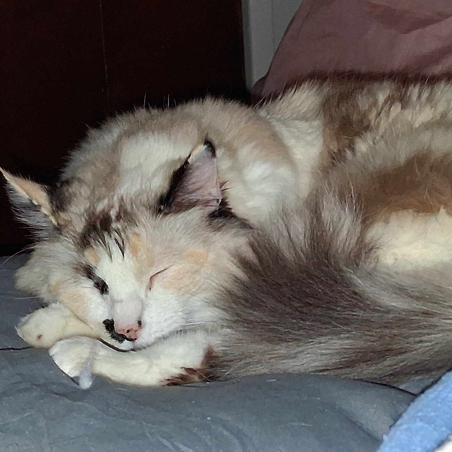 Estrella joined the competition — help win amazing prizes! cat, sleeping, fur, tail, cozy, indoor, pet, resting, cute, fluffy, animal, mammal, whiskers, relaxed, bed, blanket, close_up, soft, domestic, quiet