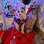 Estrella joined the competition — help win amazing prizes! bottle, cat, celebration, christmas, christmas_tree, colorful_lights, cute, decorations, festive_sweater, floor, gift_bag, holiday, holiday_lights, indoor, ornament, pet, red_tree_skirt, sitting, tile_floor, white_fur