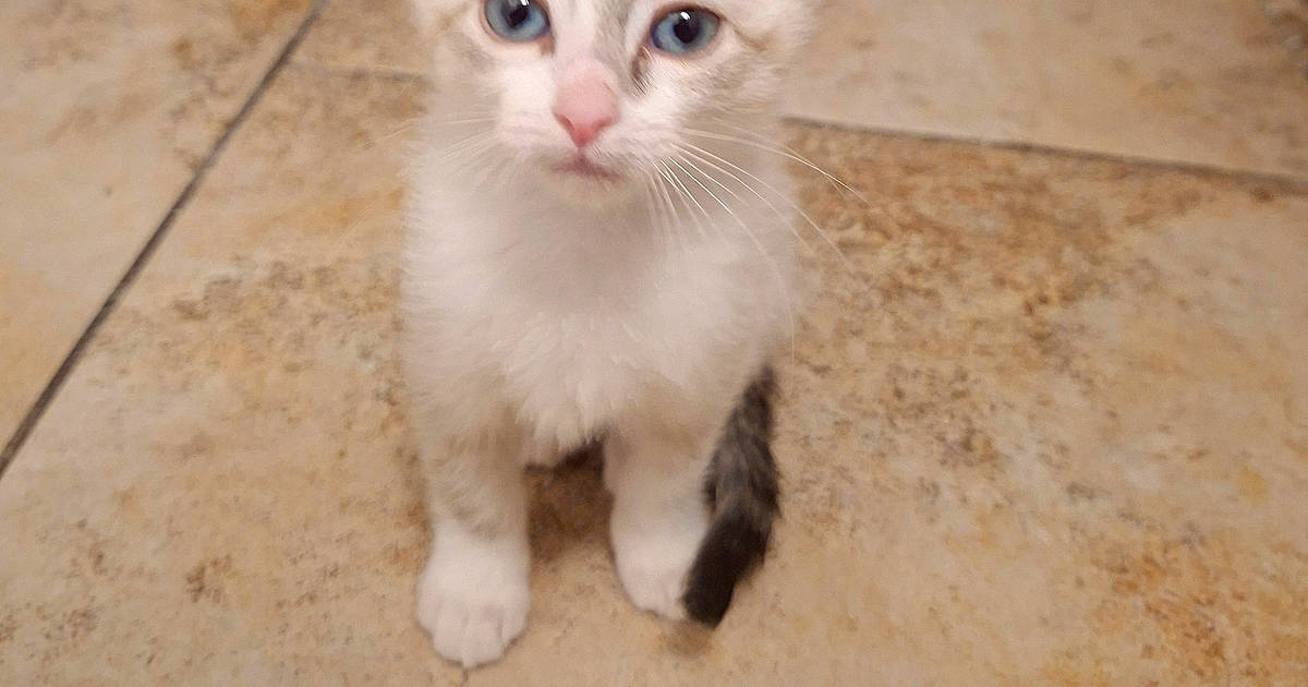 Support Little Bit from Las Cruces in Cat Photo Contest - Cash