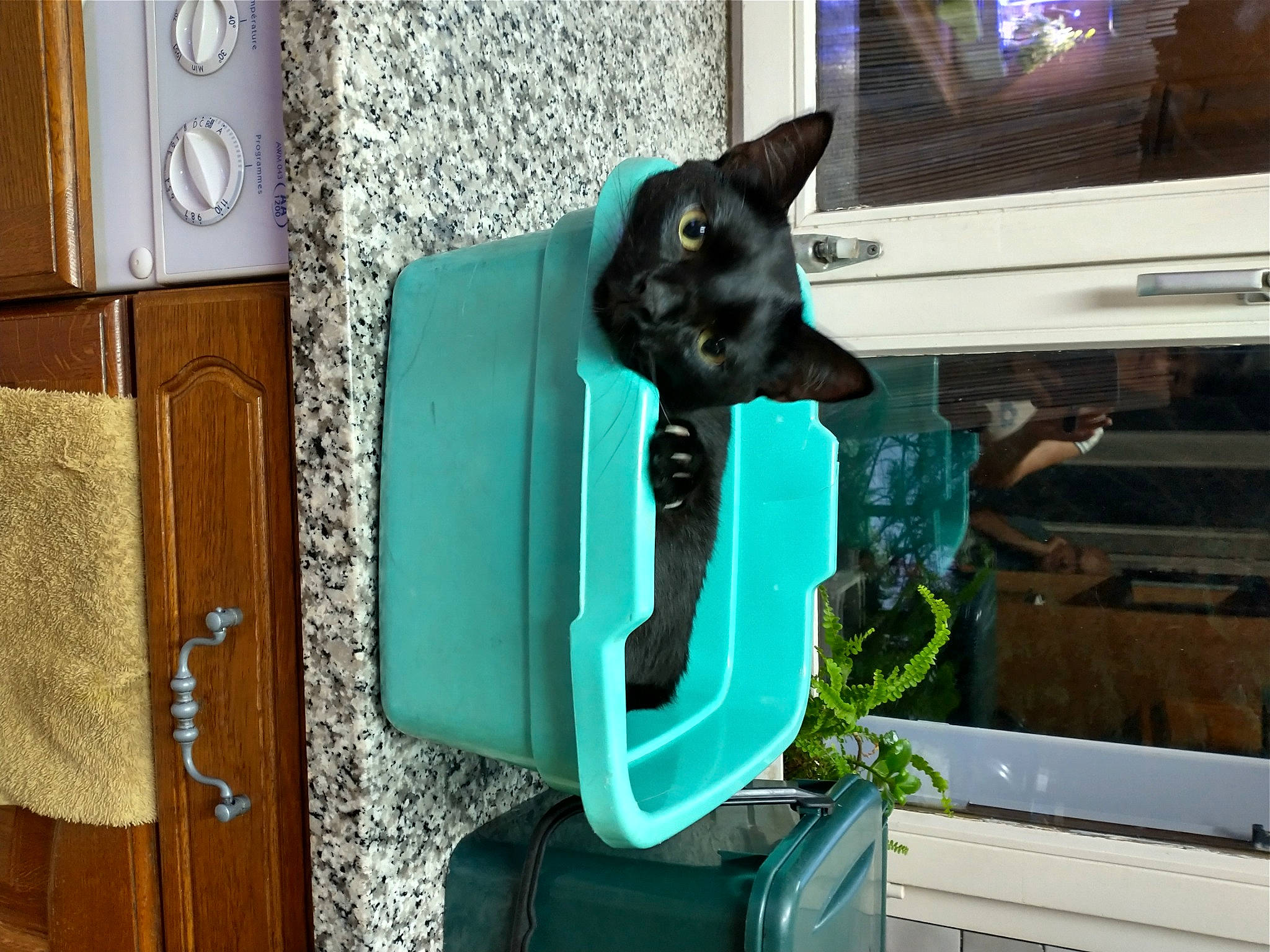 Pepsi a rejoint le concours — aidez-le/la à gagner de superbes lots ! black_cat, bombay, carnivore, cat, cat_supply, domestic_short_haired_cat, electric_blue, felidae, fur, green, home_accessories, pet_supply, plant, rectangle, room, small_to_medium_sized_cats, tail, whiskers, wood