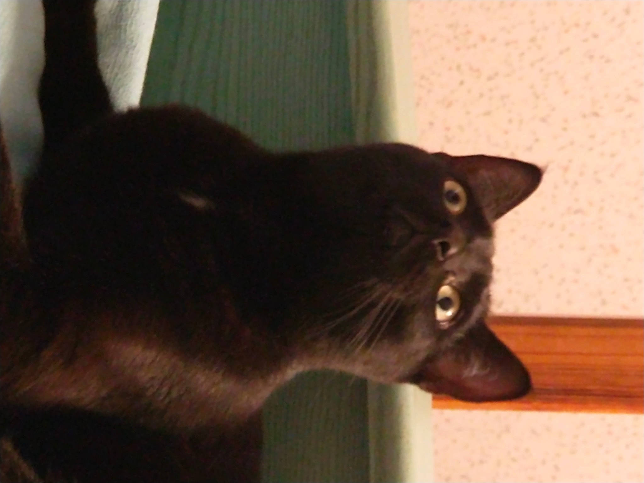 Pepsi participe au concours pour gagner de l'argent avec cette photo : black_cat, bombay, carnivore, cat, domestic_short_haired_cat, ear, felidae, fur, havana_brown, small_to_medium_sized_cats, snout, tail, terrestrial_animal, whiskers, wood