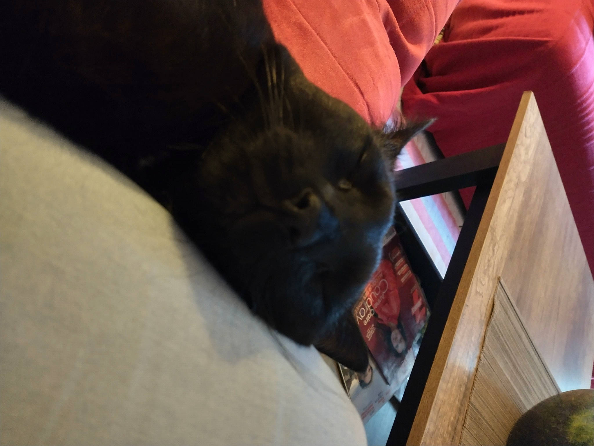 Pepsi a rejoint le concours — aidez-le/la à gagner de superbes lots ! black_cat, canidae, carnivore, cat, claw, comfort, domestic_short_haired_cat, felidae, flooring, fur, hardwood, human_leg, nap, room, small_to_medium_sized_cats, tail, tints_and_shades, tree, whiskers, wood