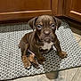dog, puppy, brown_puppy, brindle, white_chest, sitting, looking_at_camera, cute, pet, indoor, rug, woven_rug, kitchen, cabinet, wooden_cabinet, hardwood_floor, paws, face, portrait, floor_mat