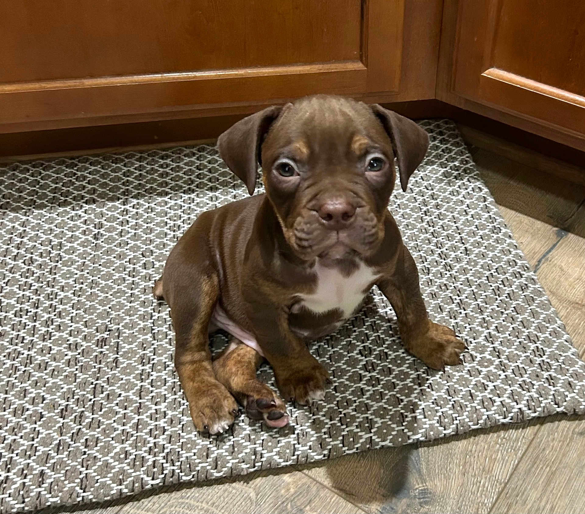 Tank is registered to the contest to win money with this photo: dog, puppy, brown_puppy, brindle, white_chest, sitting, looking_at_camera, cute, pet, indoor, rug, woven_rug, kitchen, cabinet, wooden_cabinet, hardwood_floor, paws, face, portrait, floor_mat