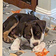 Moose is registered to the contest to win money with this photo: animal, blanket, brown, carpet, corner, cozy, cute, dog, domestic, floor, home, indoor, laying_down, pet, puppy, resting, sleepy, white, wooden_furniture, young_dog