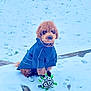 Percy Picklepants joined the competition — help win amazing prizes! dog, snow, toy, raincoat, outdoor, winter, paw, pet, play, cold, fur, animal, cute, sitting, grass, footprint, pavement, weather, coat, leisure