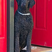 Dory Doodle joined the competition — help win amazing prizes! dog, curly_fur, black_dog, collar, doorway, red_door, pet, animal, sitting, wooden_floor, indoor, curious, calm, portrait, house, home, domestic_animal, front_door, waiting, canine