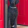 dog, curly_fur, black_dog, collar, doorway, red_door, pet, animal, sitting, wooden_floor, indoor, curious, calm, portrait, house, home, domestic_animal, front_door, waiting, canine