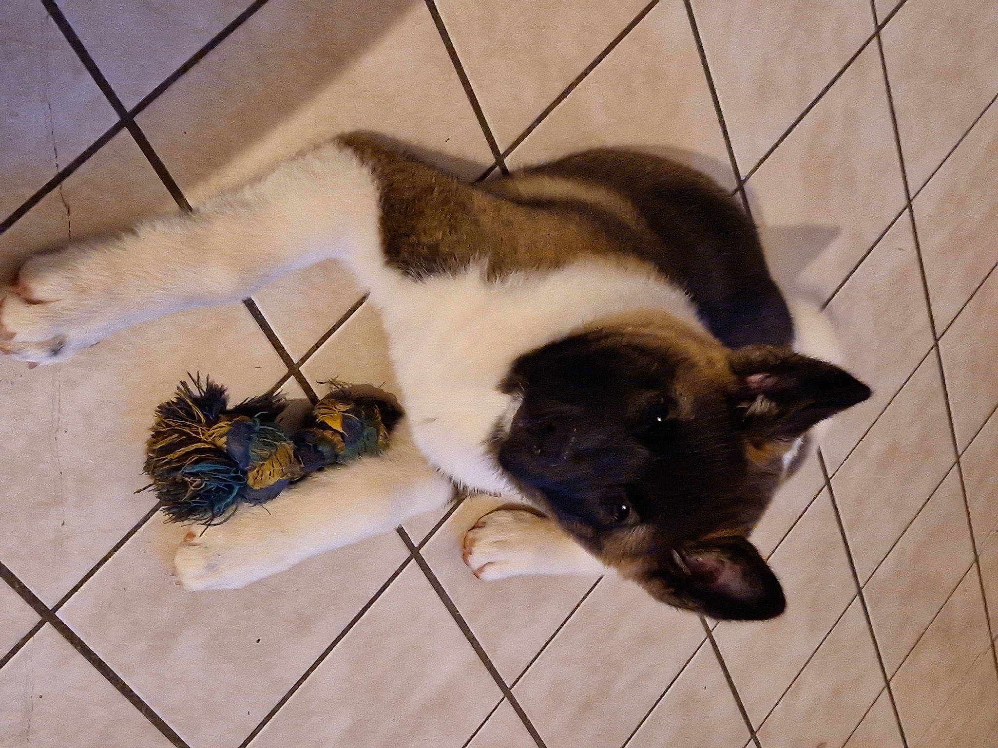 Naya a rejoint le concours — aidez-le/la à gagner de superbes lots ! animal_shelter, cage, canidae, carnivore, claw, companion_dog, dog_breed, domestic_short_haired_cat, fawn, felidae, flooring, fur, paw, pet_supply, small_to_medium_sized_cats, snout, tail, terrestrial_animal, tile, whiskers