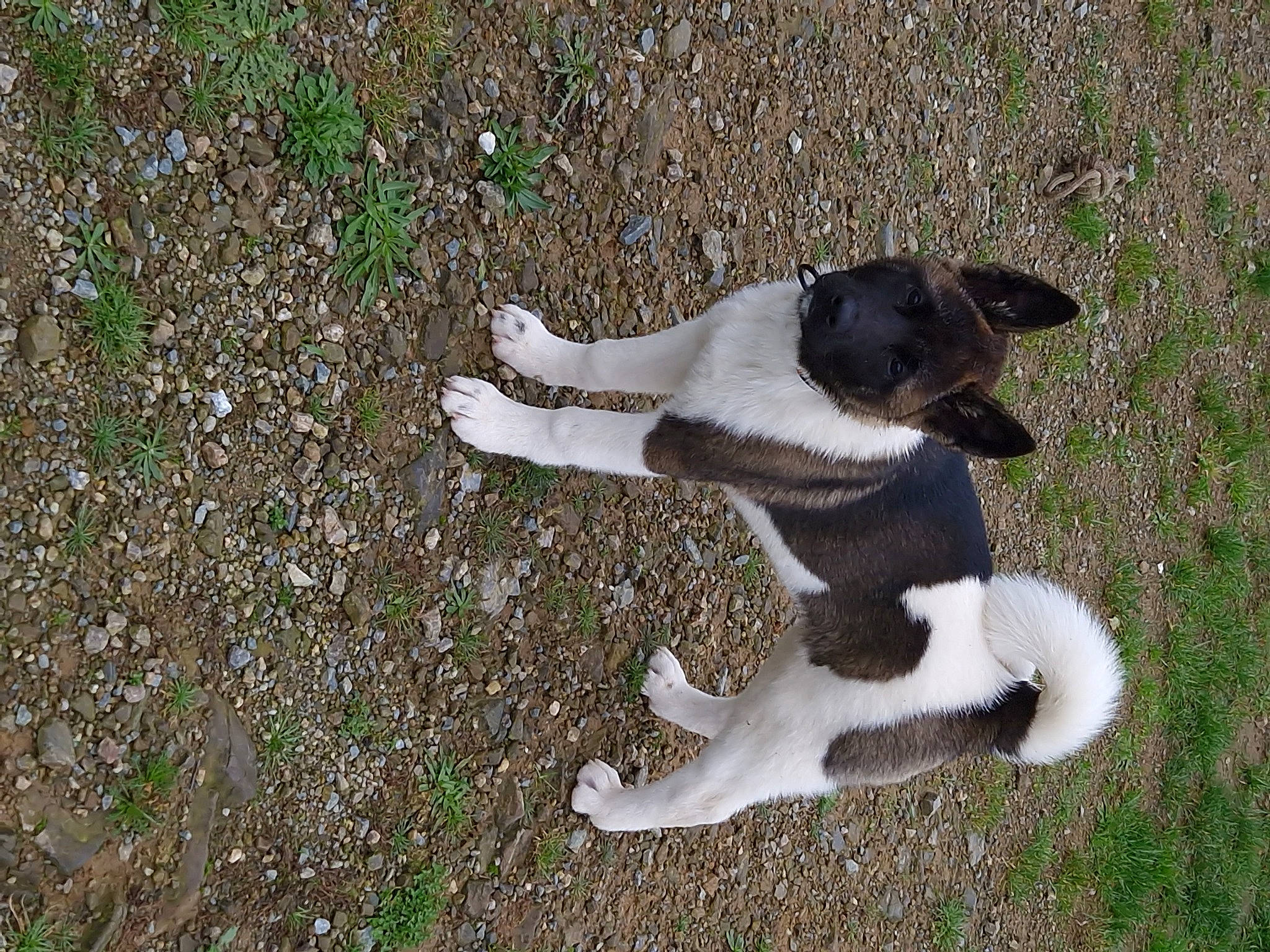 Naya participe au concours pour gagner de l'argent avec cette photo : carnivore, companion_dog, dog, dog_breed, fur, grass, paw, plant, soil, sporting_group, tail, terrestrial_animal