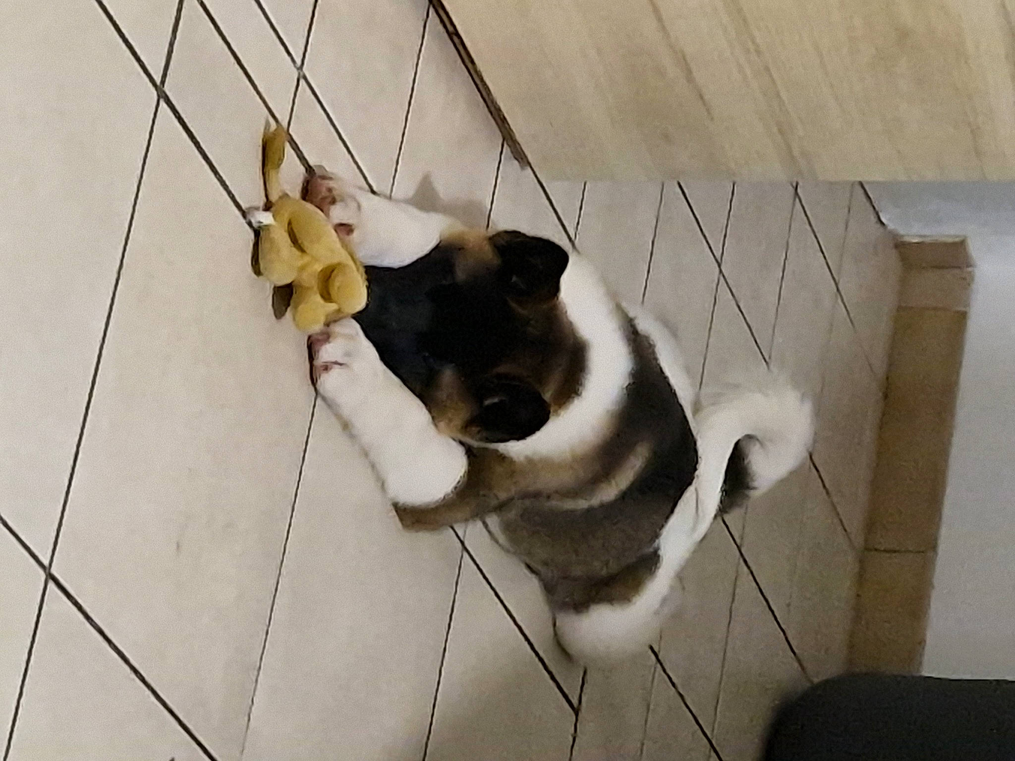 Naya a rejoint le concours — aidez-le/la à gagner de superbes lots ! canidae, carnivore, collar, companion_dog, dog, dog_breed, fawn, felidae, floor, flooring, foot, fur, pet_supply, small_to_medium_sized_cats, snout, sporting_group, tail, whiskers, wood, working_animal