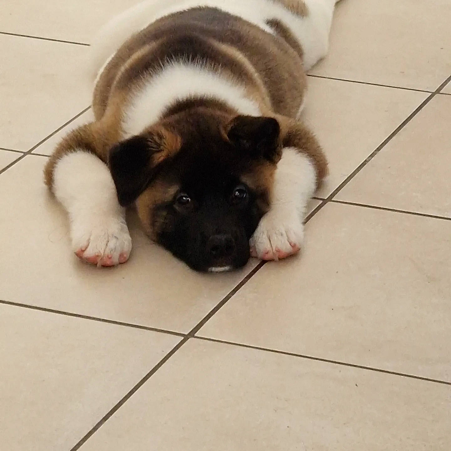 Naya participe au concours pour gagner de l'argent avec cette photo : carnivore, comfort, companion_dog, dog, dog_breed, fawn, felidae, floor, flooring, fur, hardwood, liver, paw, snout, tail, tile_flooring, toy_dog, whiskers, wood, working_animal