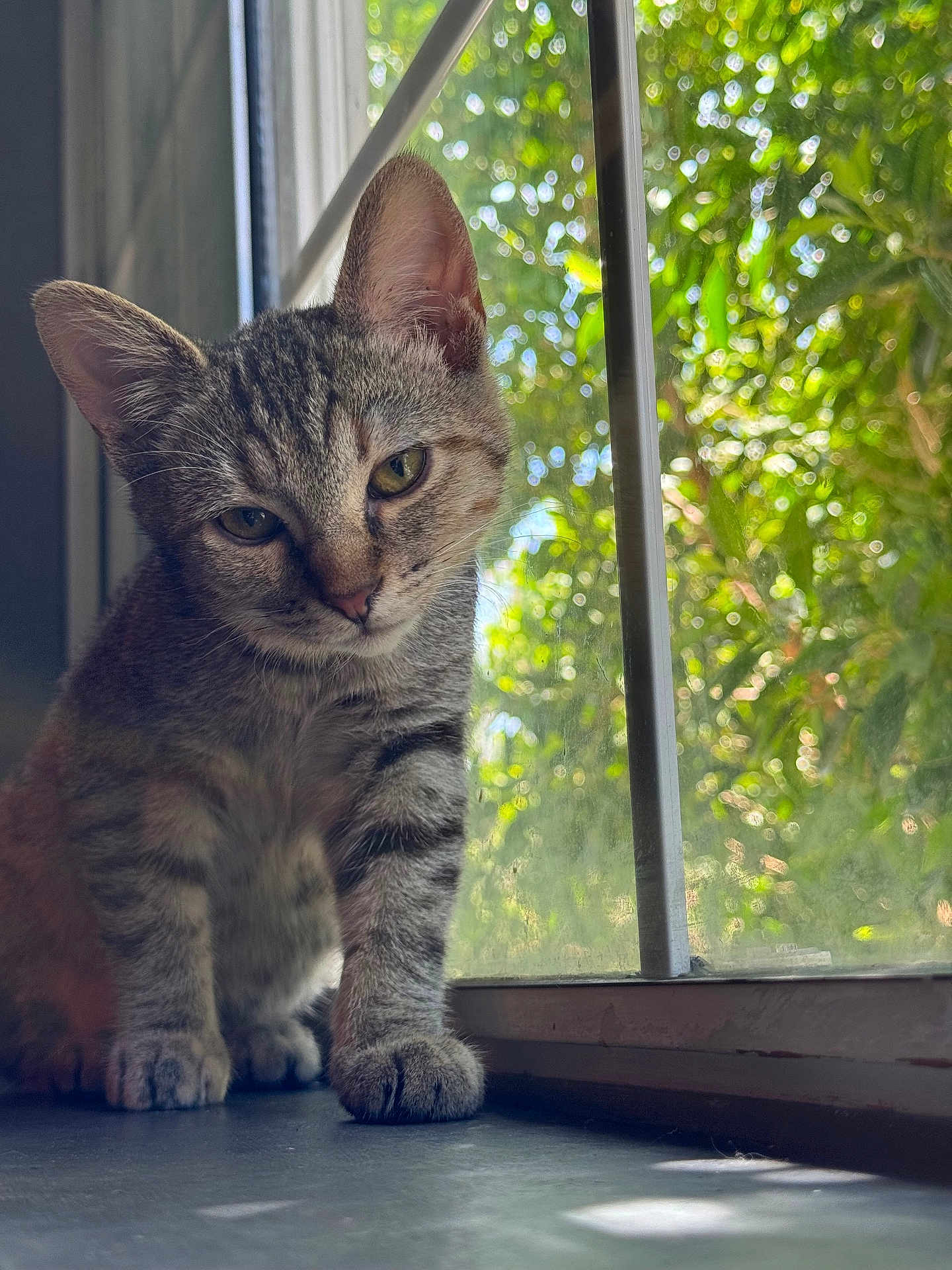 Knoxs joined the competition — help win amazing prizes! cat, kitten, tabby, window, sunlight, greenery, bokeh, indoor, pet, animal, curious, feline, young, paw, whiskers, ears, nature, portrait, closeup, sitting