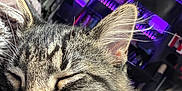 Knoxs is registered to the contest to win money with this photo: cat, tabby, sleeping, close_up, fur, whiskers, ears, indoor, bed, blanket, purple_lights, background, relaxing, pet, cozy, cute, animal, domestic_cat, resting, soft