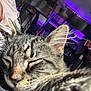 cat, tabby, sleeping, close_up, fur, whiskers, ears, indoor, bed, blanket, purple_lights, background, relaxing, pet, cozy, cute, animal, domestic_cat, resting, soft