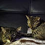 Knoxs is registered to the contest to win money with this photo: cat, tabby_cat, feline, pet, sleeping, cozy, blanket, couch, leather, indoor, resting, fur, whiskers, ears, close_up, animal, domestic_animal, companion, cute, relaxation