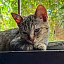Knoxs is registered to the contest to win money with this photo: cat, tabby, animal, pet, windowsill, relaxed, closeup, feline, ears, whiskers, paws, outdoor, greenery, natural_light, bokeh, portrait, indoor, sleepy, fur, cute