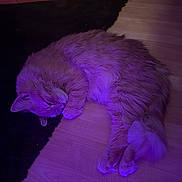 Knoxs is registered to the contest to win money with this photo: cat, sleeping, orange_cat, fluffy, indoor, floor, wooden_floor, rug, purple_light, pet, animal, cozy, resting, fur, whiskers, paw, cute, domestic_cat, quiet, relaxed