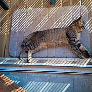 Aîka a rejoint le concours — aidez-le/la à gagner de superbes lots ! cat, tabby_cat, pet, animal, sunlight, shadow, striped_shadow, mat, floor, wooden_floor, doorframe, relaxing, resting, indoor, feline, striped_fur, side_view, daylight, cozy, peaceful
